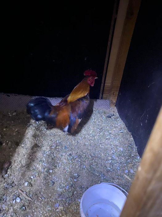 Продам карликовых петухов