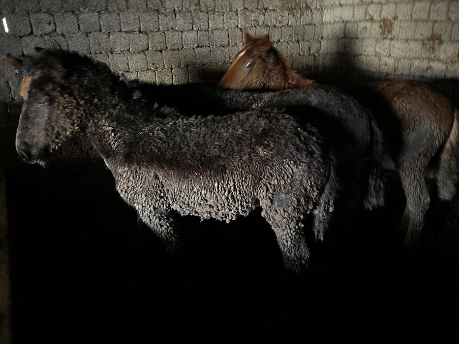 Бордақы тайлар бар