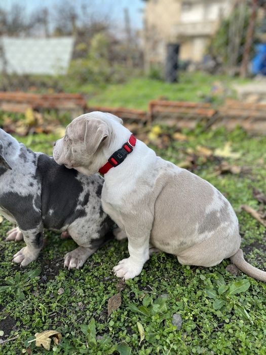 Американско Були Покет