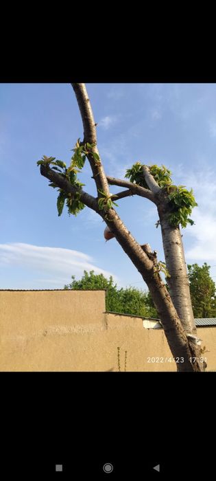 Daraxt kesish shakil berish