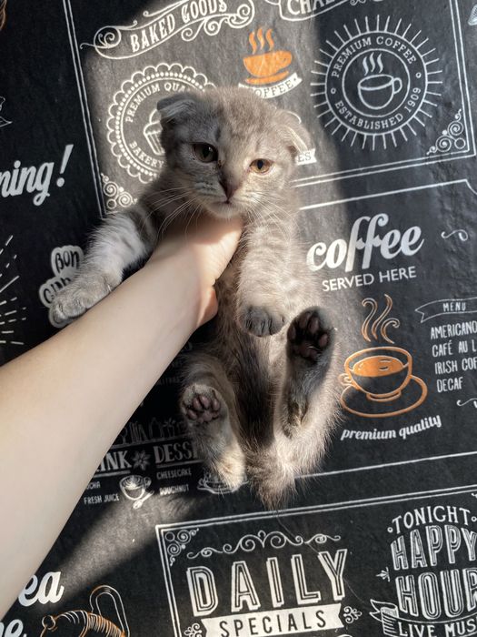 Шотландская вислоухая есть небольшой разумный торг