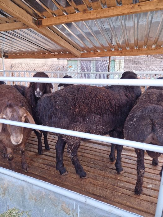 Продаётся бараны