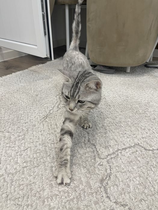 Отдам кота в надежные руки