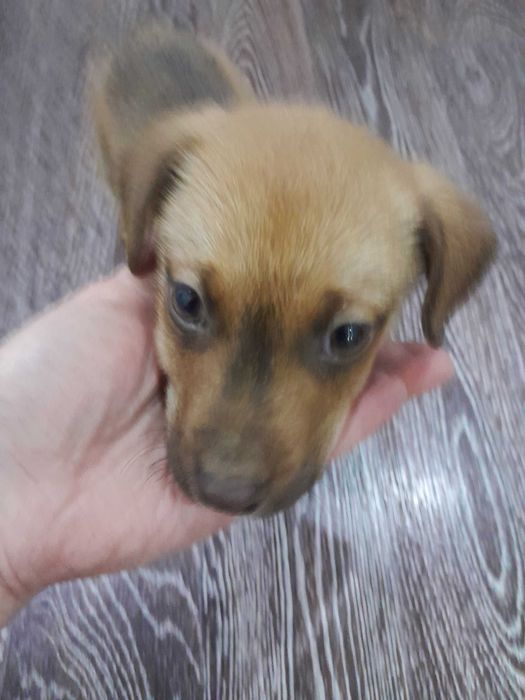 Срочно продам щенка!