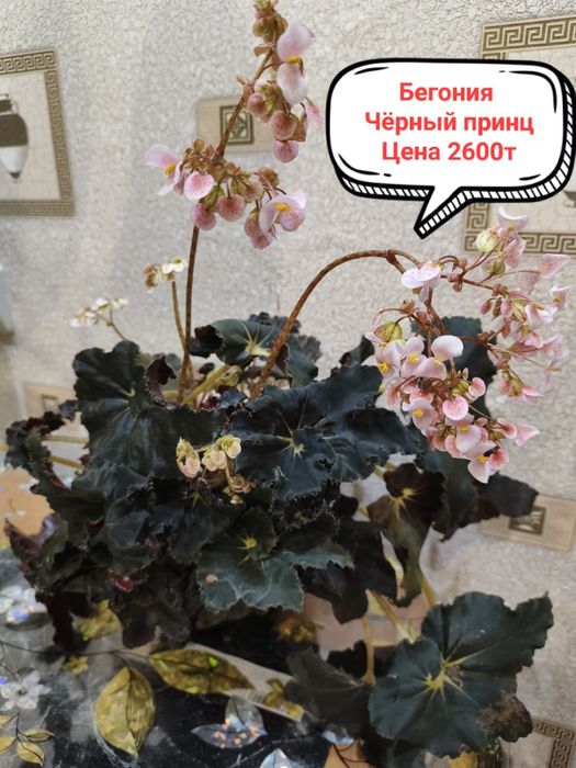 Продам комнатные цветы