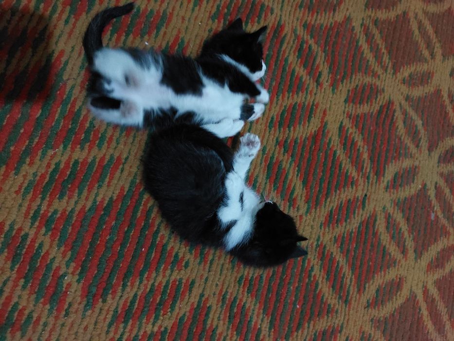 2 oylik mushukchalar yaxshi mehribon qollarga beriladi