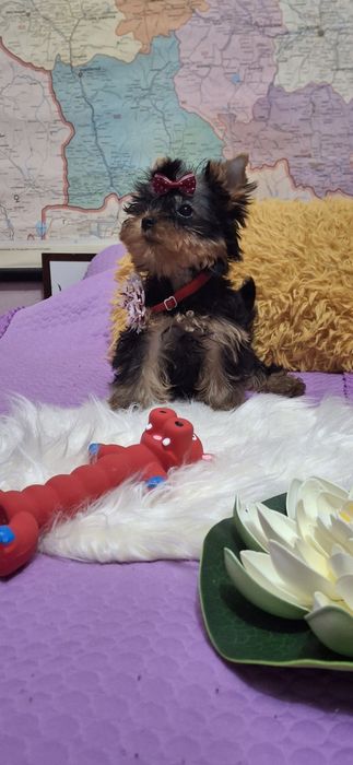 Йоркширски териер.Йорки