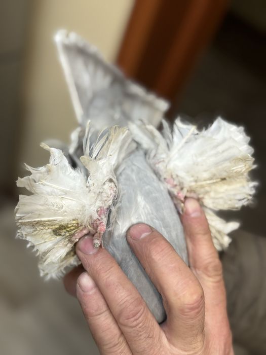 Продам летных, бойных голубок