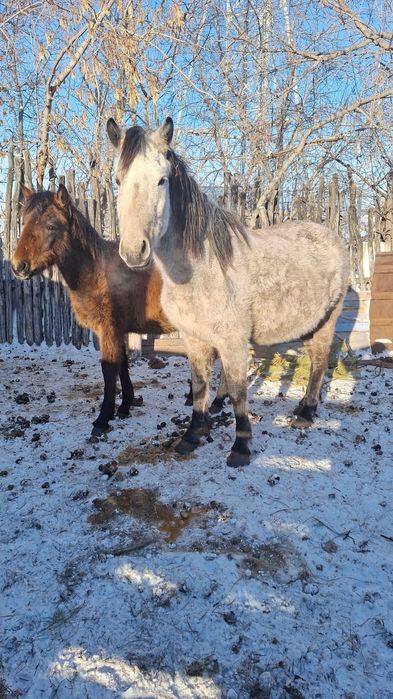 Продам кобылу с жеребенком