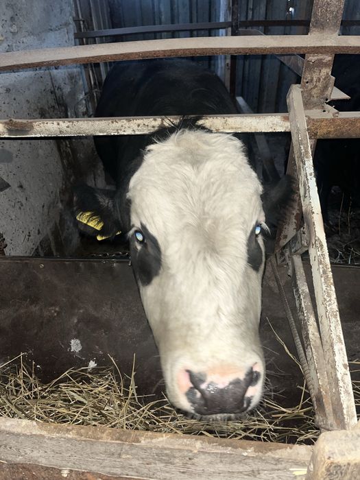 Продам бычков на откорме