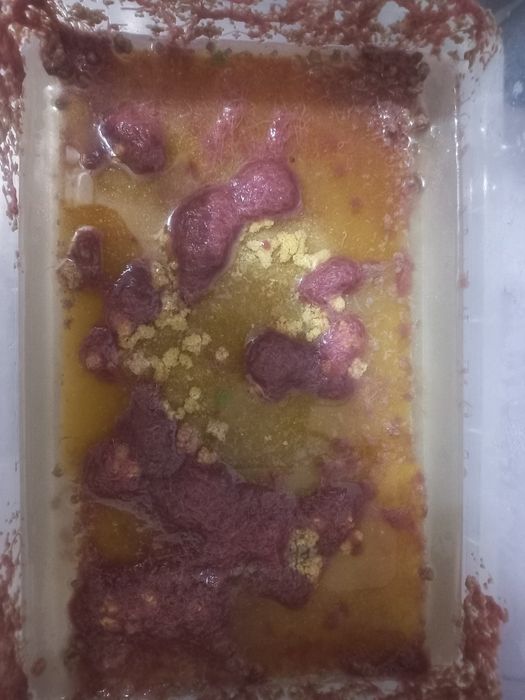Корм  живой для рыбок