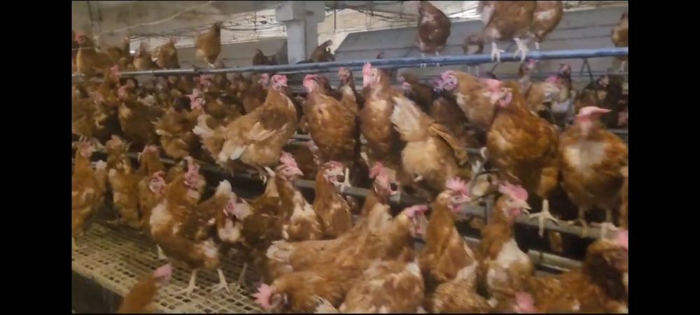 Puicute ouatoare/Gaini rosi