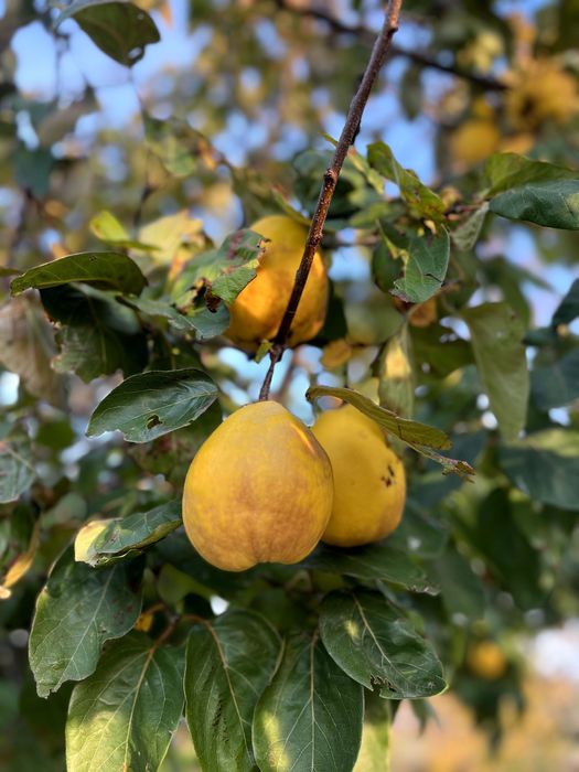 Зрели жълти дюли за производство на дюлева ракия