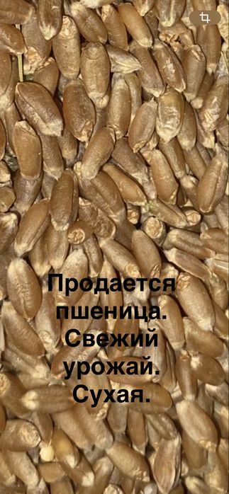Продается ячмень. Продается пшеница.