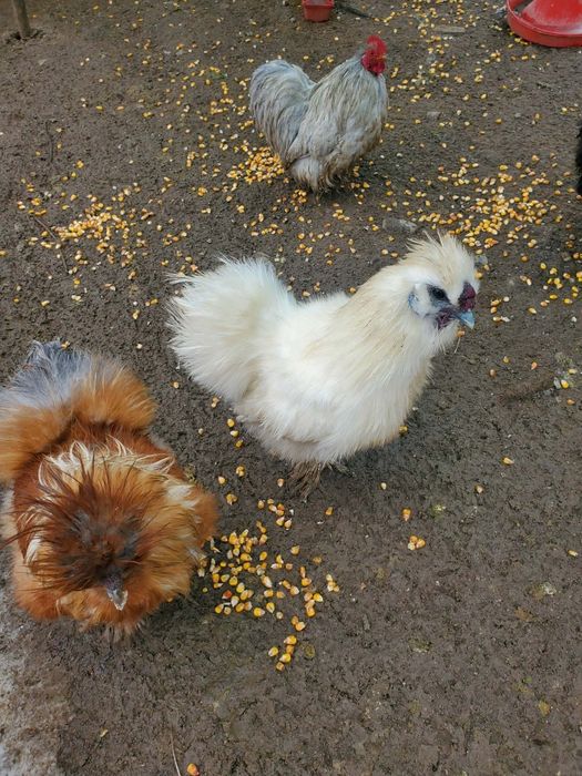 Cocoși Mătase Japoneză