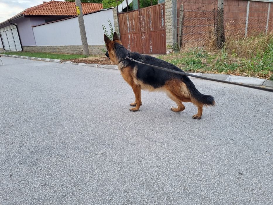 Немска овчарка женска