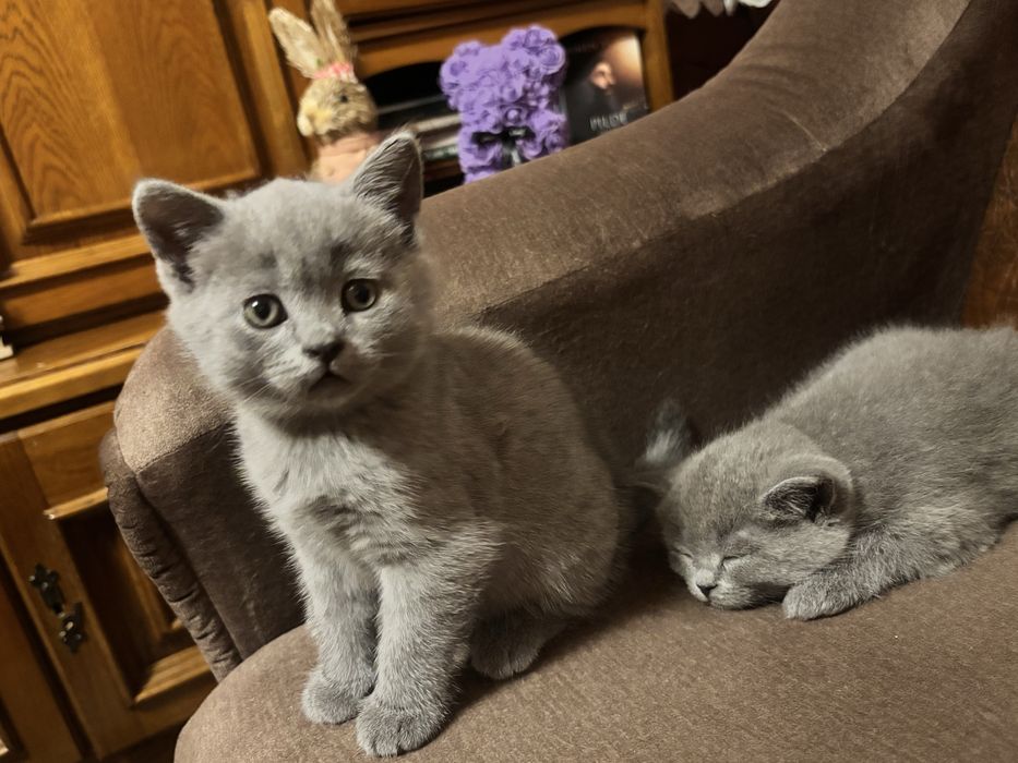 Baietel British shorthair