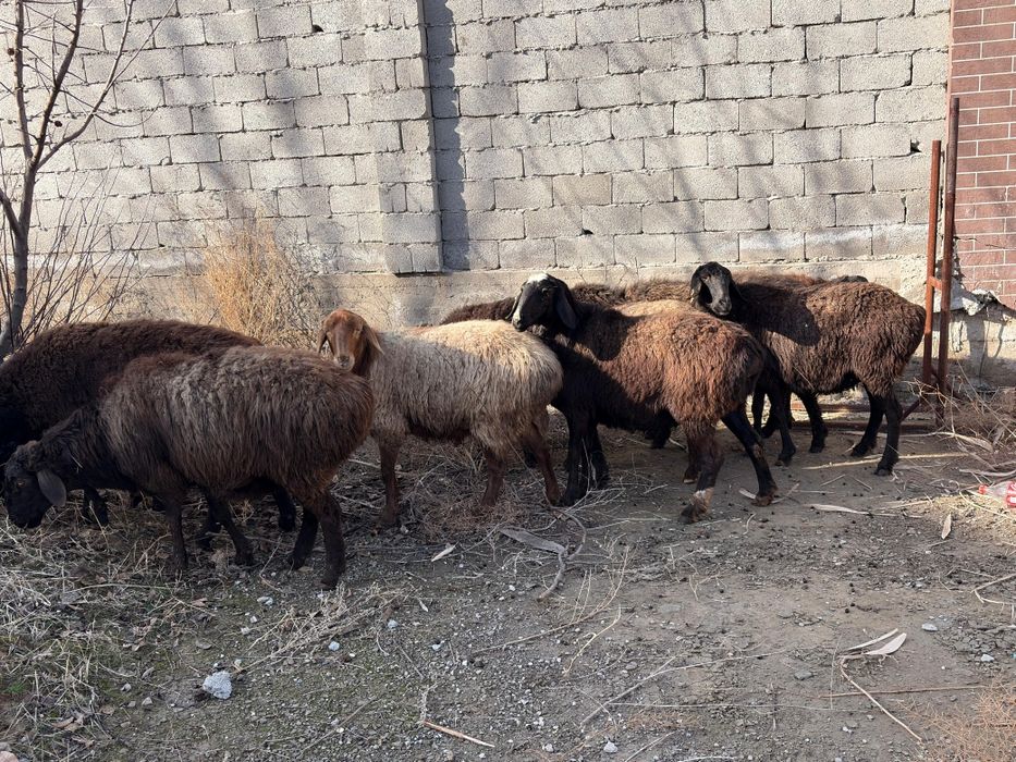 Буаз саулық қойлар сатылады!