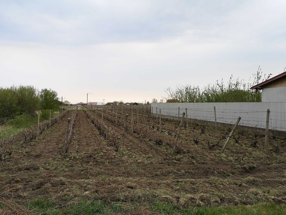 Vand  Teren intravilan 1.500 mp  situat in oras Odobesti - Negociabil