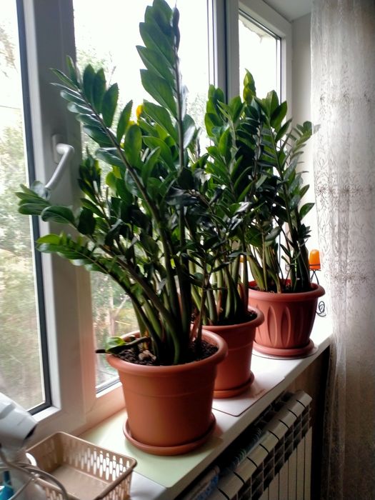 Замиокулькас, 70-80см.