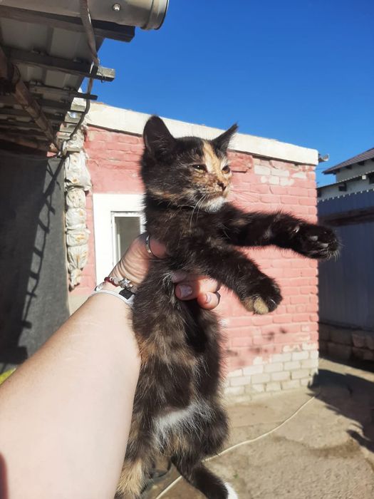 Котята. Домашние