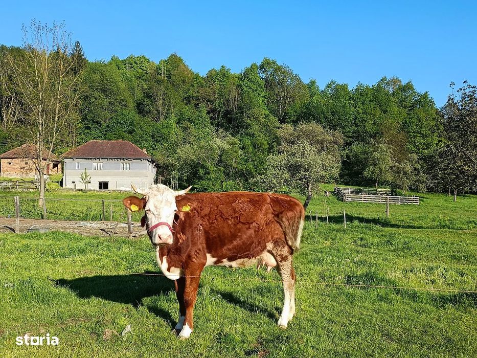 Descoperă căsuța ta de vis la poalele Munților Apuseni
