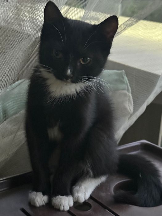 Отдам котика 3 мес.