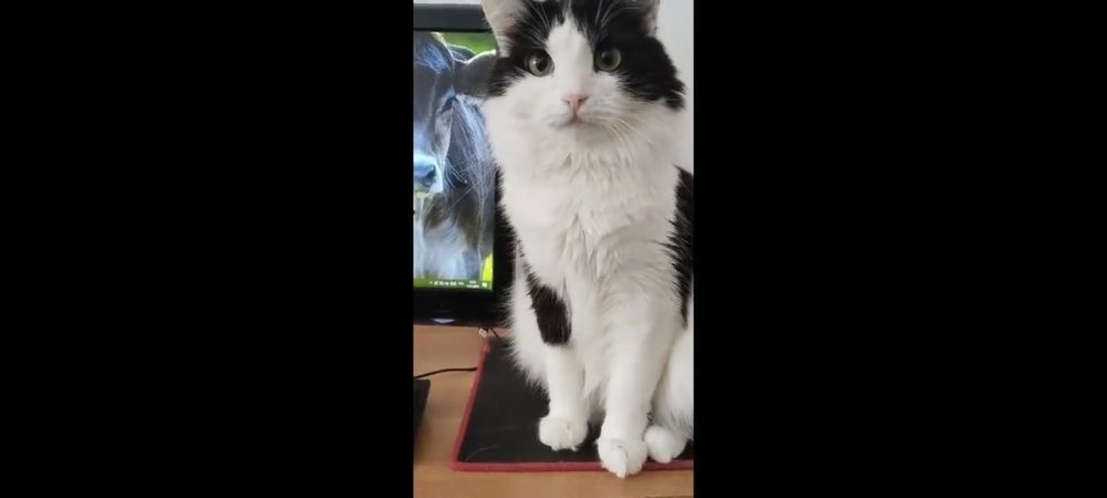 Отдам в добрые руки кошек