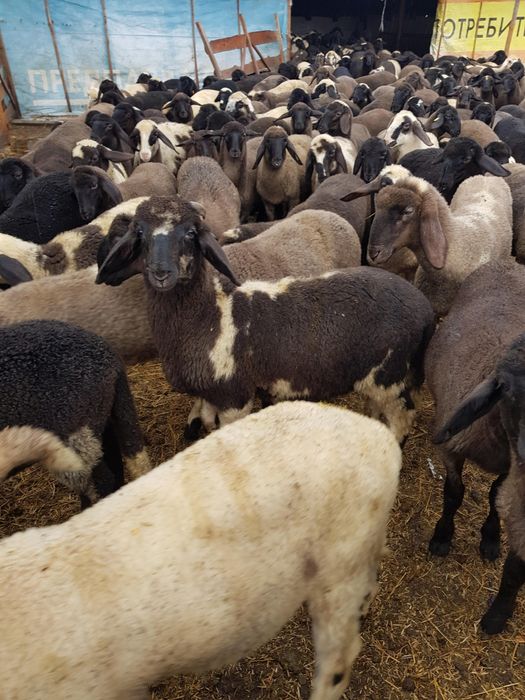 Продавам агнета различни килограми