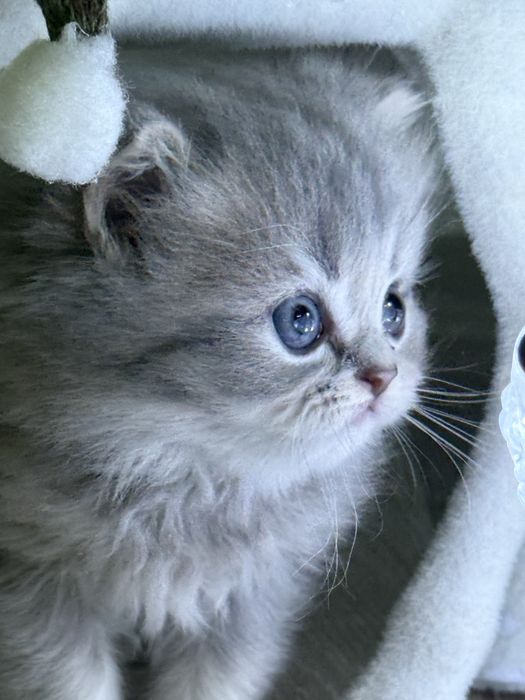 Котенок британский скотиш страйт длинношерстный