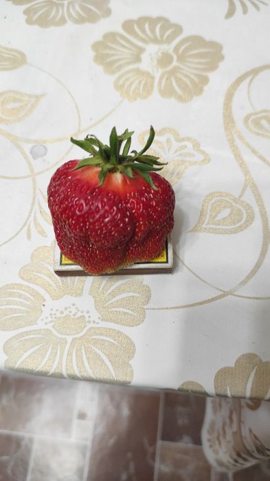 Рассада многоразовой клубники
