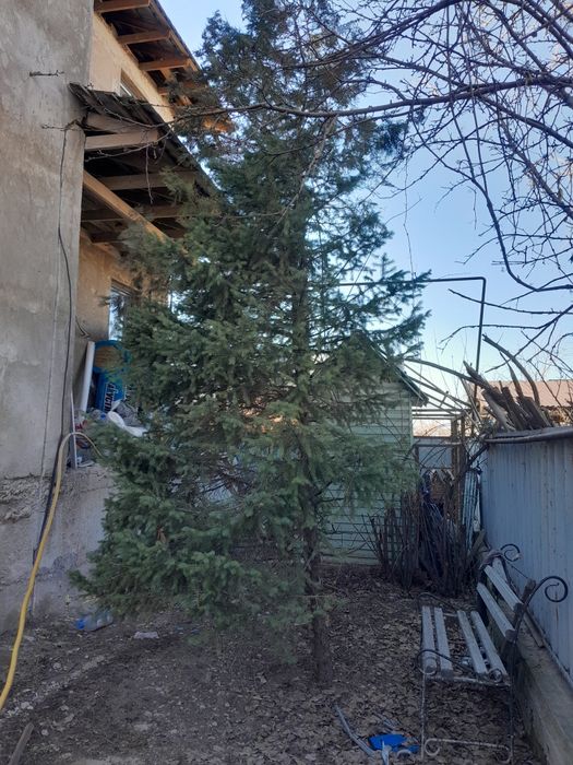 Ёлка продаётся 0