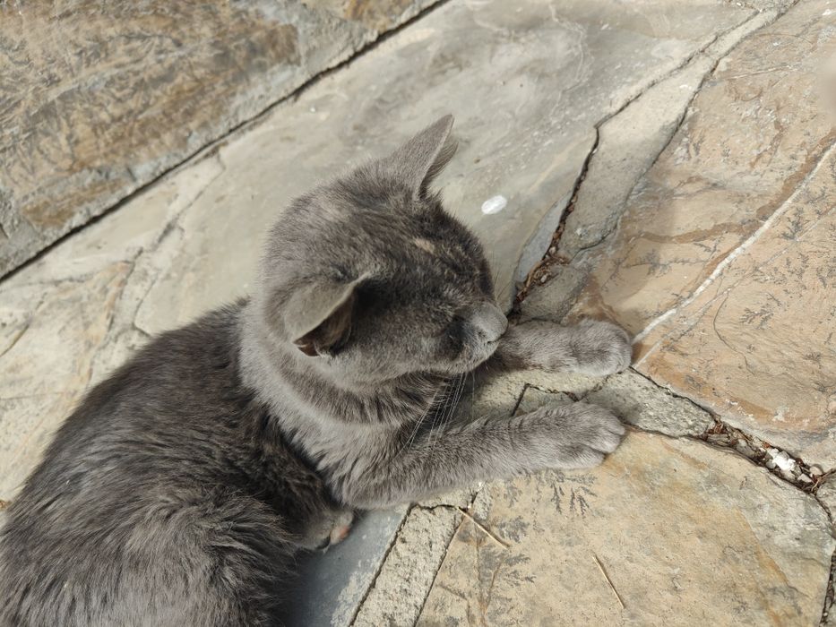 Подарявам малко котенце.