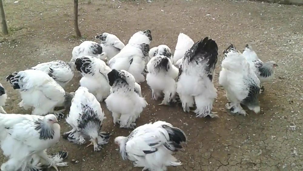 Vând ouă brahma herminat deschis.