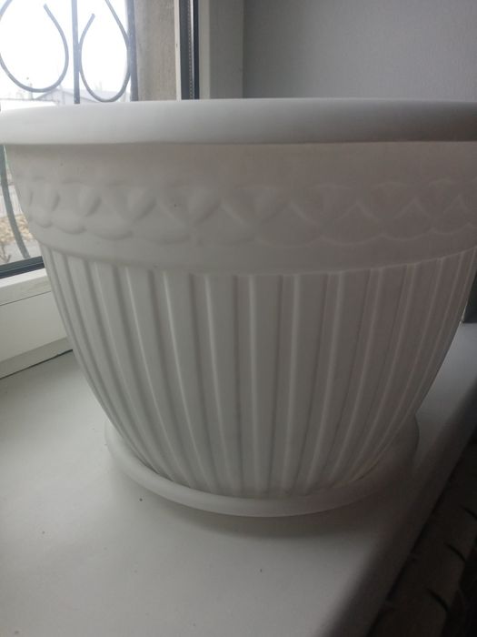 Сансевьерия молодая, свежепересажена.