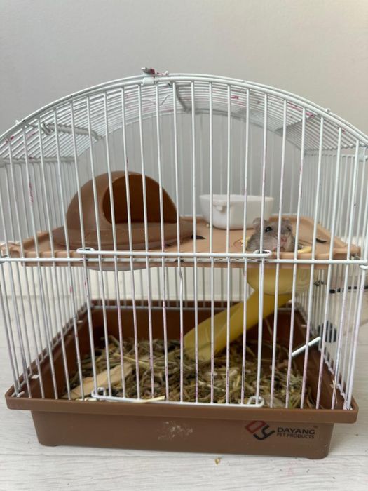 Продам милого хомячка