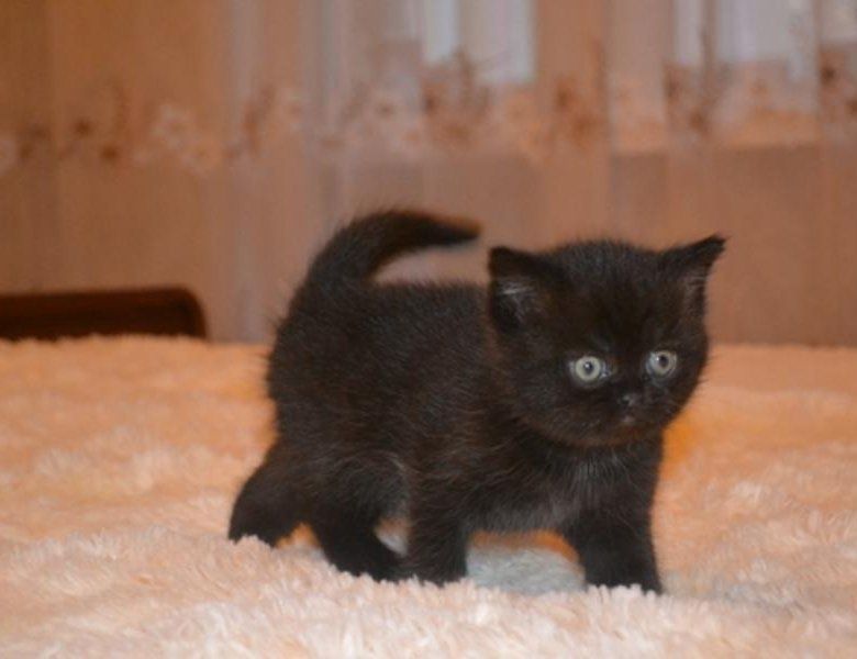 Британский забавный мальчуган