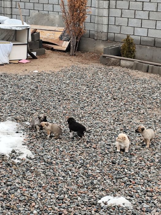 Щенки отдам даром