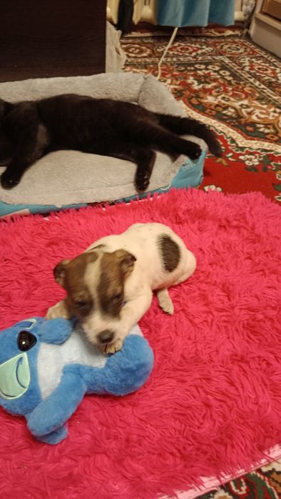 Щенки в добрые руки