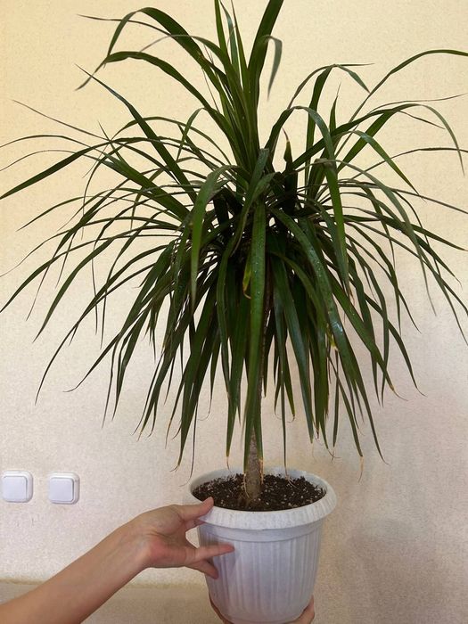 Продаю  драцену,