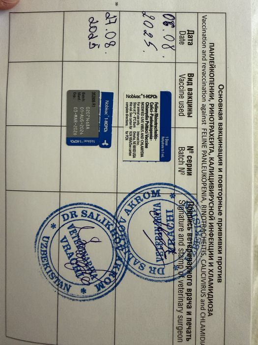 Продаётся кот Скоттиш Фолд 15 месяцев