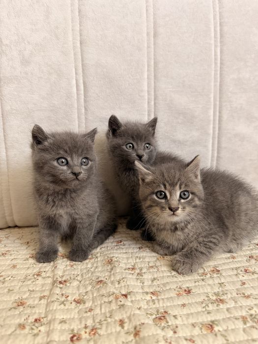 Отдам котят в добрые руки