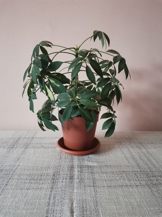 Шефлера - млади растения