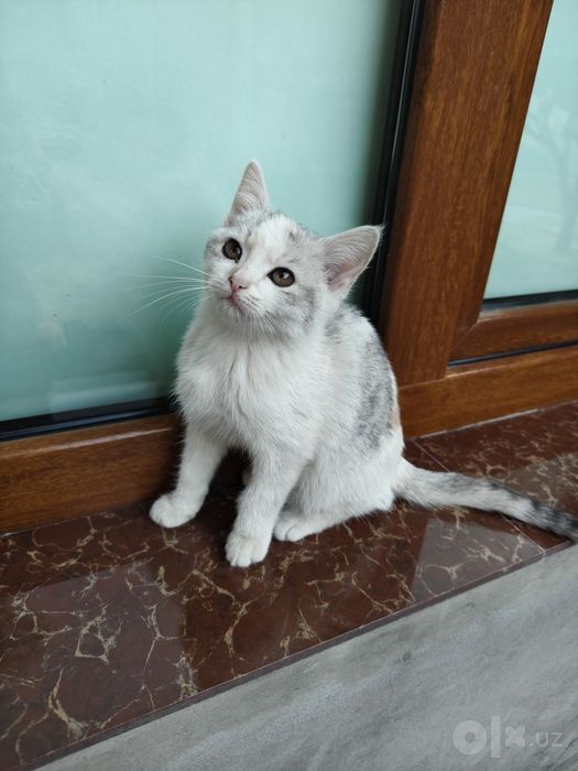 3 котёнка девочки 3мес