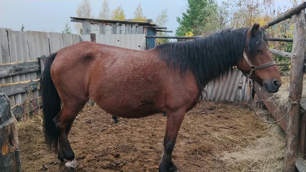 Продам кобыла с жеребенком