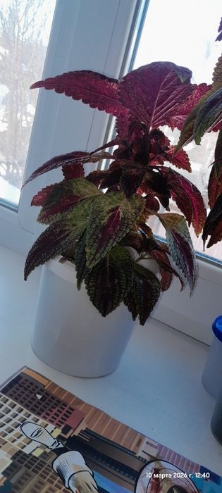 Продам колеусы...