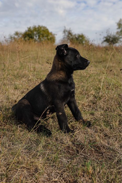 Mascul Belgian Malinois