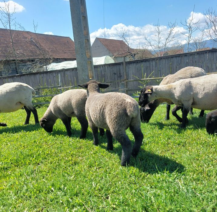 Suffolk berbecut miel