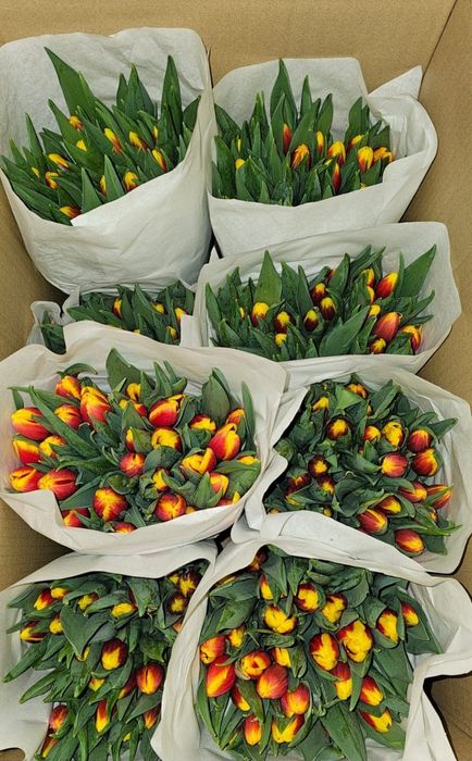 Тюльпаны в наличии