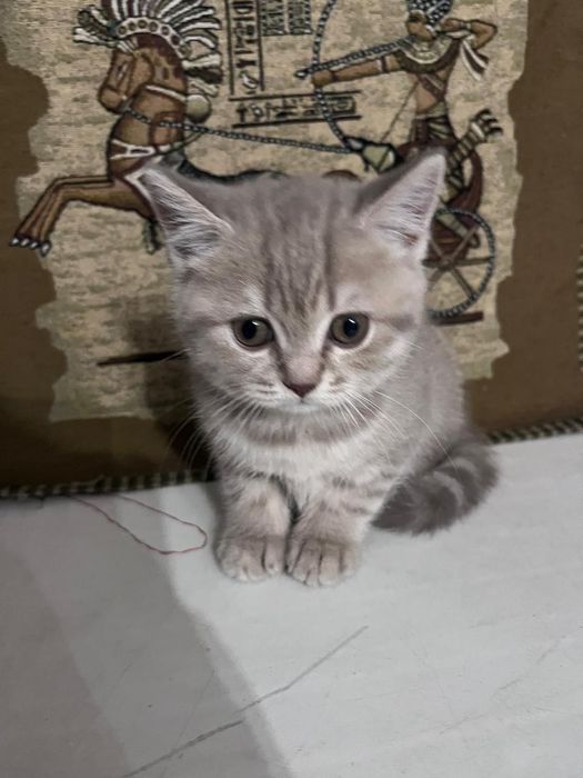 Продается Котёнок девочка скотиш страйт